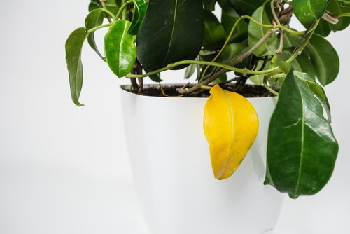 Will Disinfectant Kill Plants?
