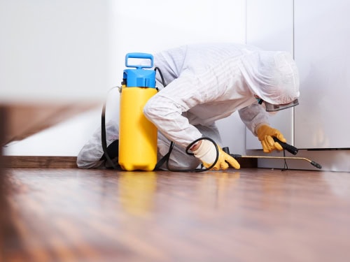 Can Disinfectant Spray Kill Bugs?