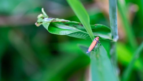 Will Disinfectant Kill Plants?